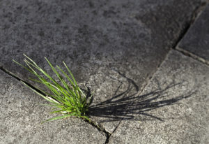 Oikodrom promotes sustainability as a process